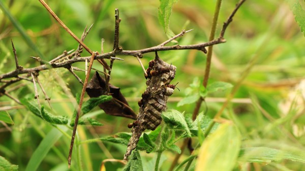 evaluation-of-carbon-project-implemented-by-sft-vi-4